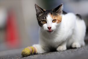 What to Include in Your Cat's First Aid Kit Essential Things